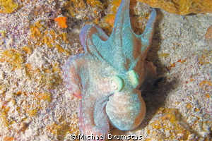 night dive by Michael Drumstas 